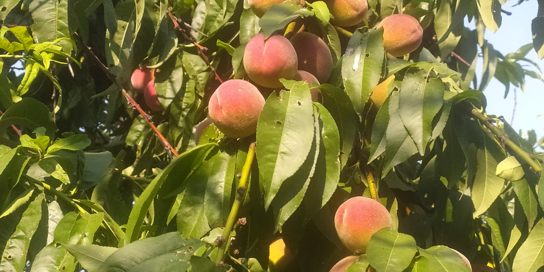 Отказалась от многих видов консервации. Но эти пять - настоящая палочка-выручалочка зимой