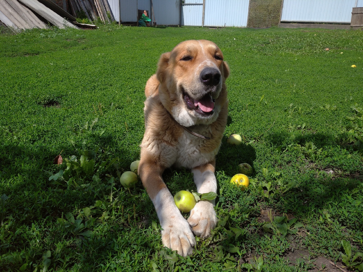 Розамунда в антоновке