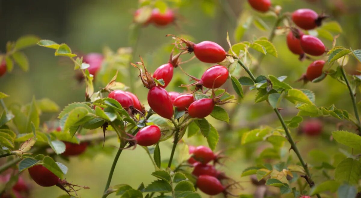 Ягоды шиповника