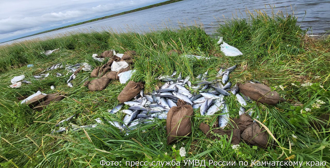 Браконьерский схрон.