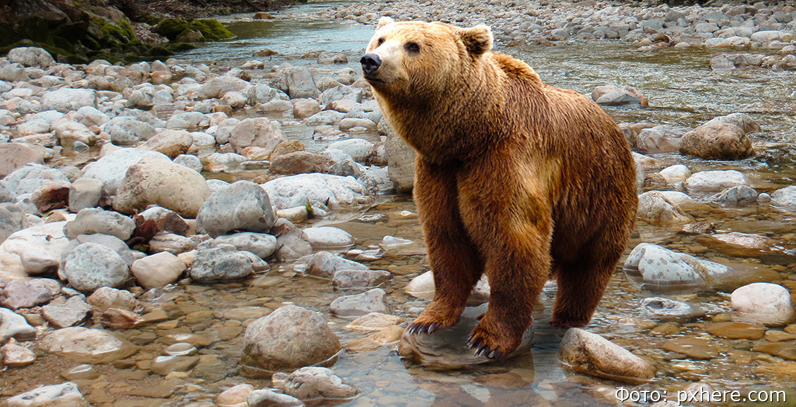 Хозяин Камчатки.