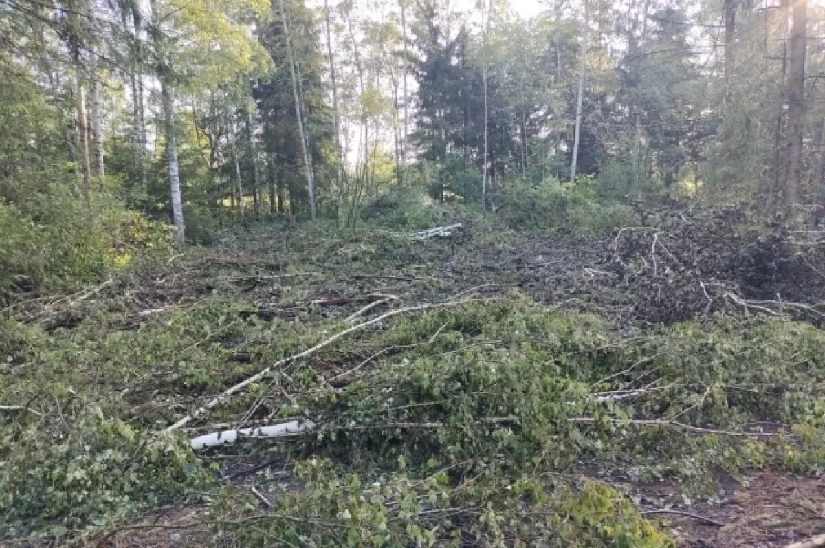    В Башкирии найдены пропавшие в лесу дети