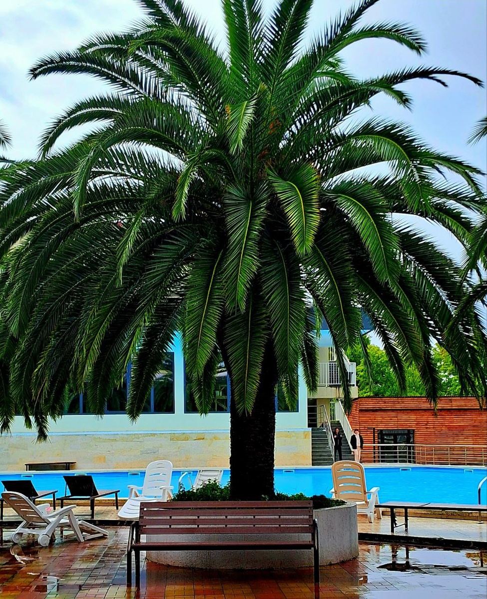 Пальма. Фотография из личного архива автора