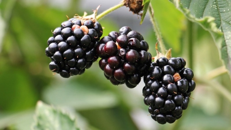 Фото: pxhere.com