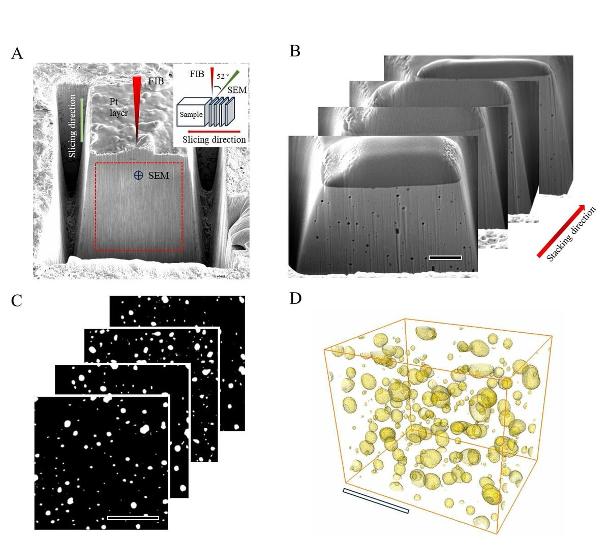    3D-реконструкция золота с отверстиями диаметром 45 нанометров. (A) Последовательное секционирование, вокруг реконструируемой области была выкопана U-образная канава, а на поверхность предварительно была нанесена тонкая пленка платины для защиты. Зеленая стрелка указывает направление секционирования. Область, обведенная красным пунктирным квадратом, используется при реконструкции. (B) Изображения сканирующей электронной микроскопии и (C) сегментированные изображения. (D) 3D-структура, созданная на основе изображений, представленных в (C). Масштабные линейки: 500 нанометров / © Science, Jia-Ji Chene et al.