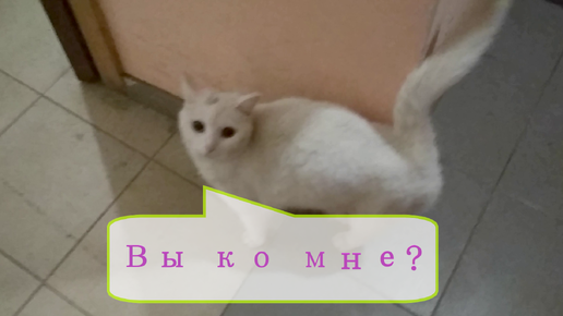 Белая кошечка, которая любит жить в подъезде