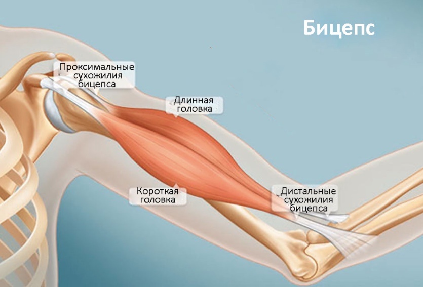 Бицепс 