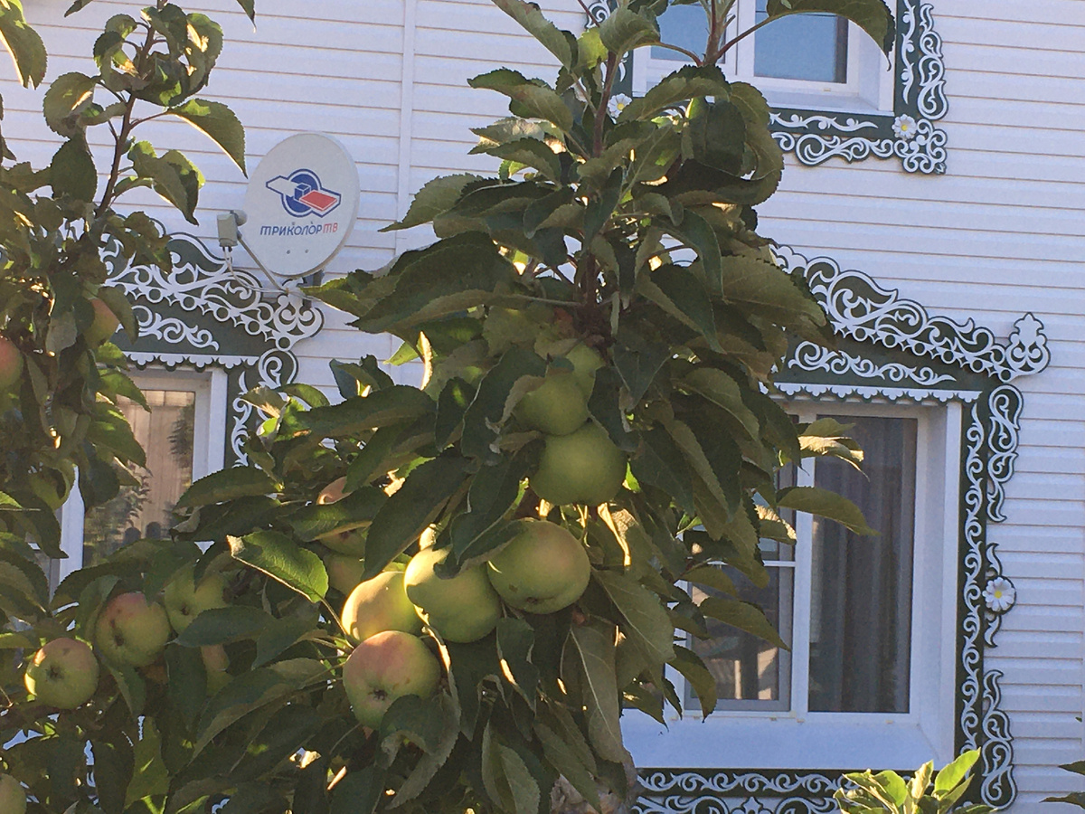 Домик окнами в сад, где яблони купаются в лучах вечернего солнца.