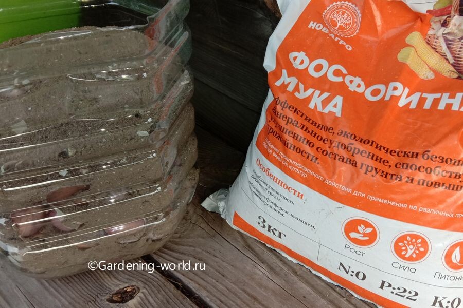 Зубки чеснока пересыпаны золой, а в грядку можно добавить фосфоритную муку.