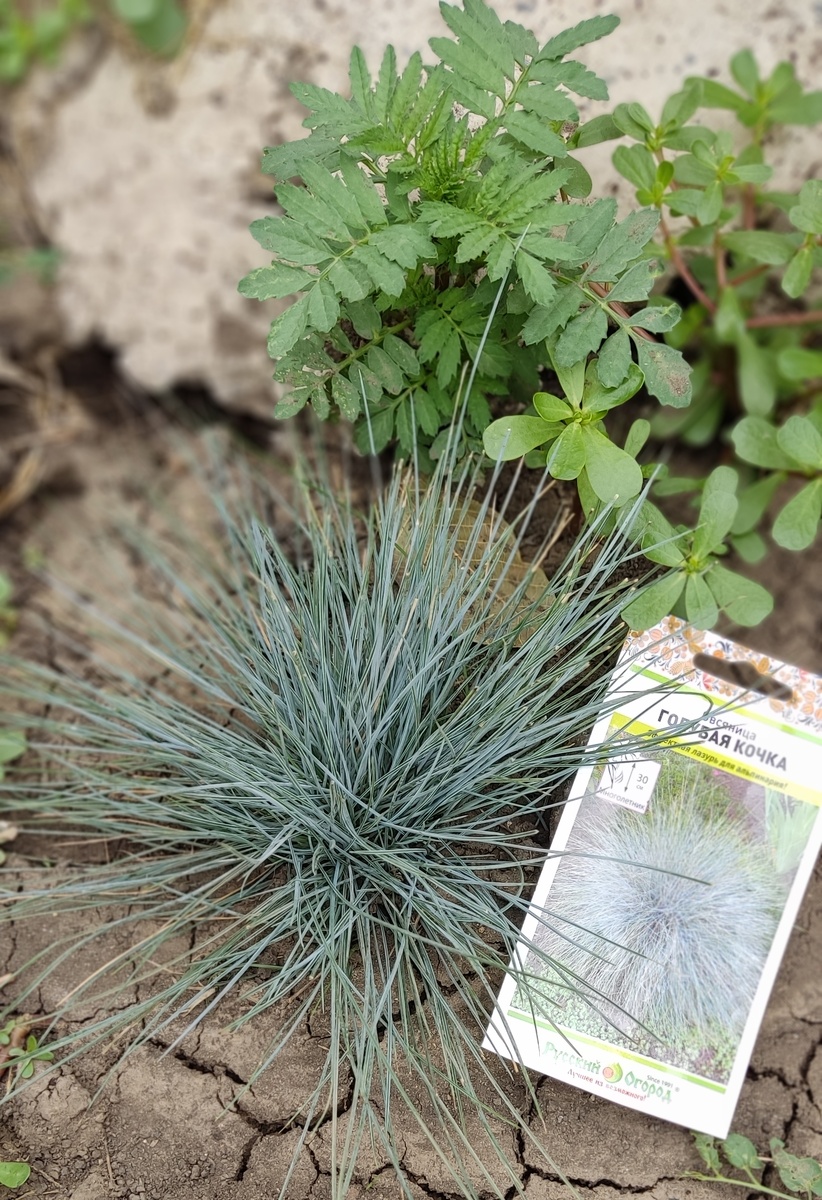 Моя овсяница - 1 год, сеяла на рассаду семенами "Русский огород", потом рассаду высаживала в открытый грунт. 