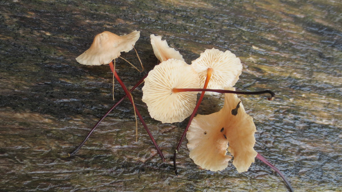 Ð§ÐµÑÐ½Ð¾ÑÐ½Ð¸Ðº.