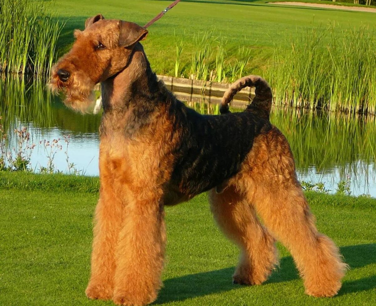 Моя собака. Искандер появился у меня в 9 лет и научил меня многому. Прежде всего - они дрессируются быстрее на игру. 