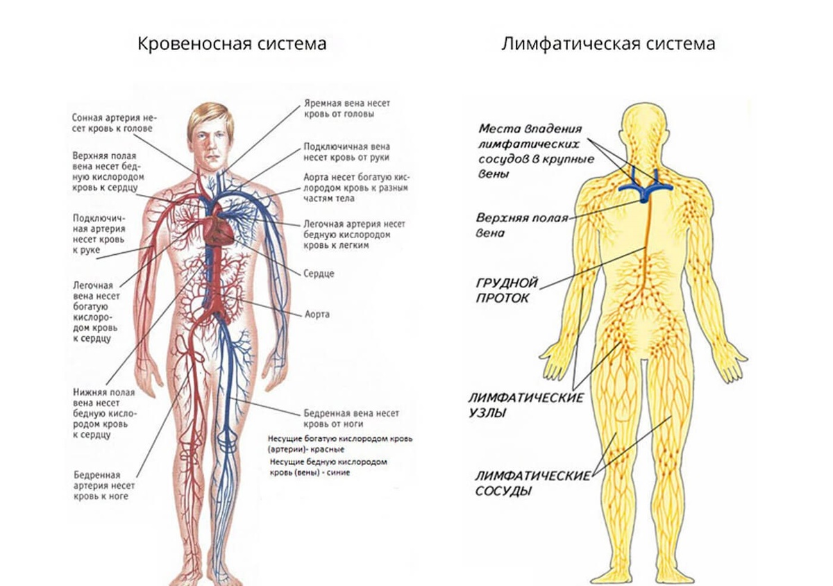 Кровеносная система и лимфатическая система