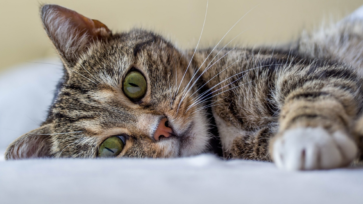 Кошки