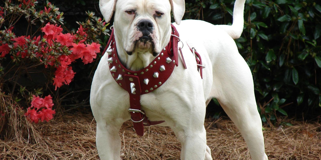 Амбульдог: В особом списке «потенциально опасных». В чём же американец так провинился?