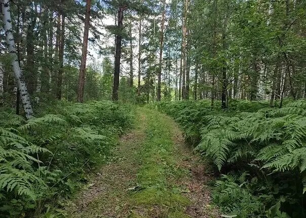Лес и папоротники .фото: картинки яндекса.
