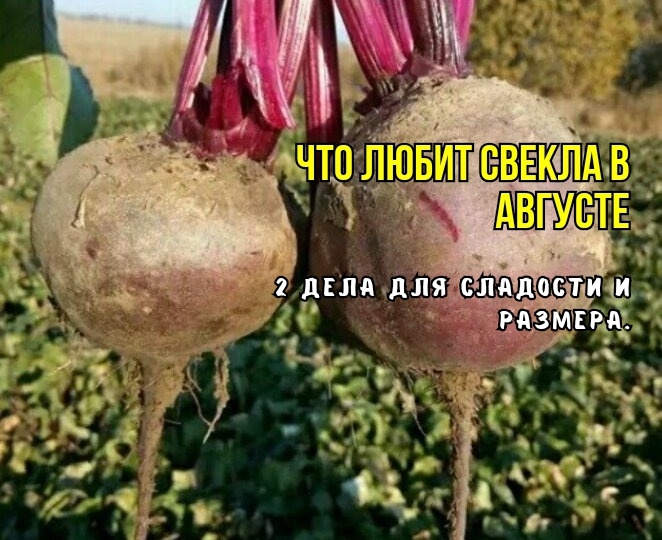 Свекла в августе: чтобы росла быстро, была сладкой, крупной и вкусной - 2 хитрости. Подкормки для размера и сахаристости: агрономы советуют