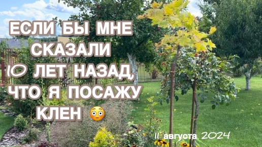 НОВИНКИ В САДУ. ОТ ЕЛИ ПУШ ДО СОСНЫ ГРИН ТВИСТ. И НАШЛА КЕДРОВЫЙ СТЛАНИК ДЖЕДДЕЛОХ