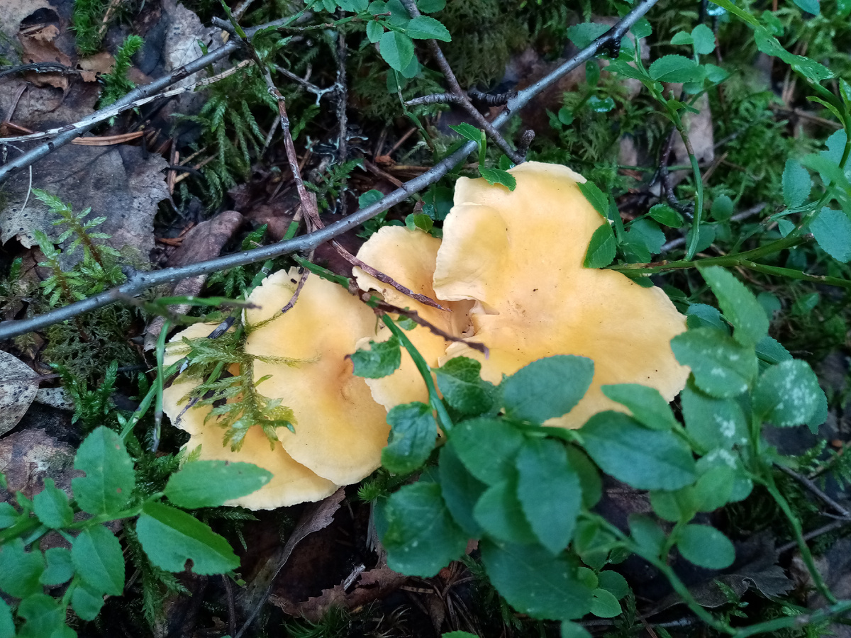 Лисички прячутся в кустиках черники, фото автора