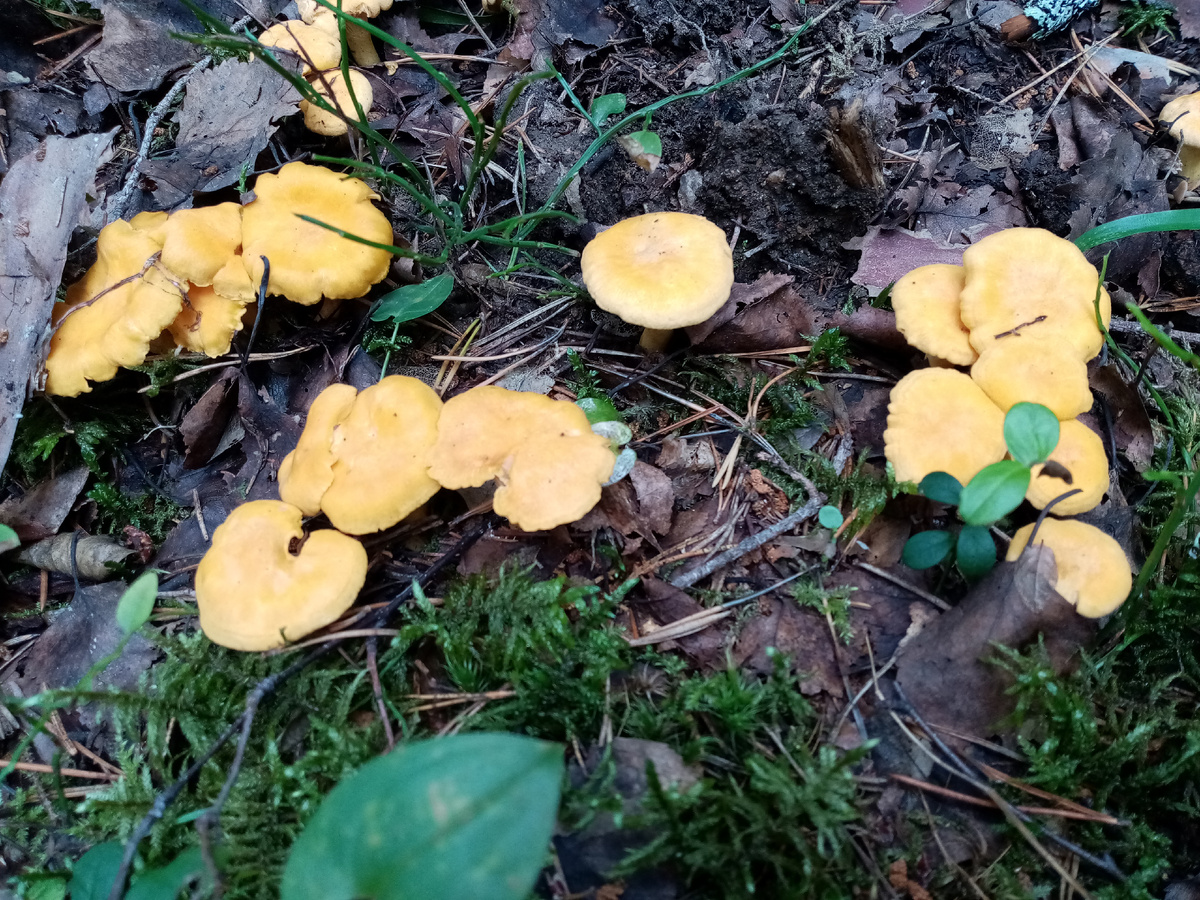 Семейка лисичек, фото автора