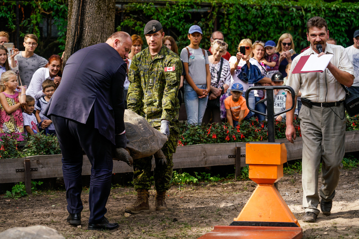 Бергманис (спиной) с помощником несут черепаху из Рижского зоопарка на ежегодное взвешивание © Sputnik