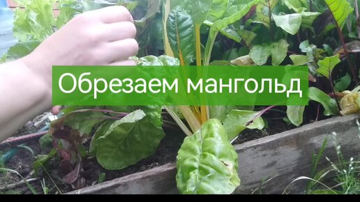 Как обрезать мангольд