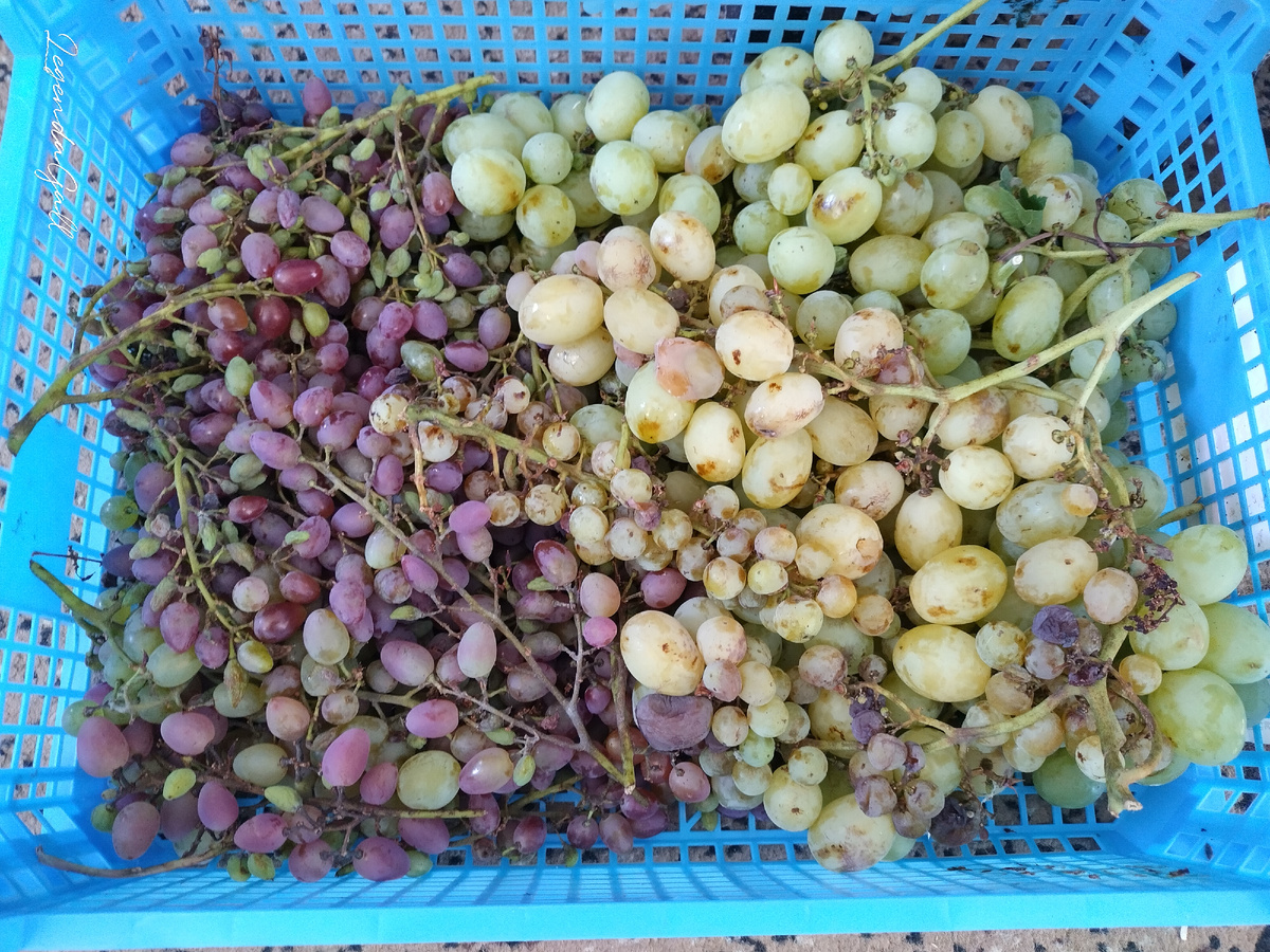 Виноградика нащипали.