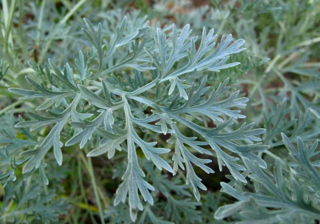 Фото: https://pro-dachnikov.com/uploads/posts/2021-11/1637418451_8-pro-dachnikov-com-p-polin-vormvud-foto-10.jpg