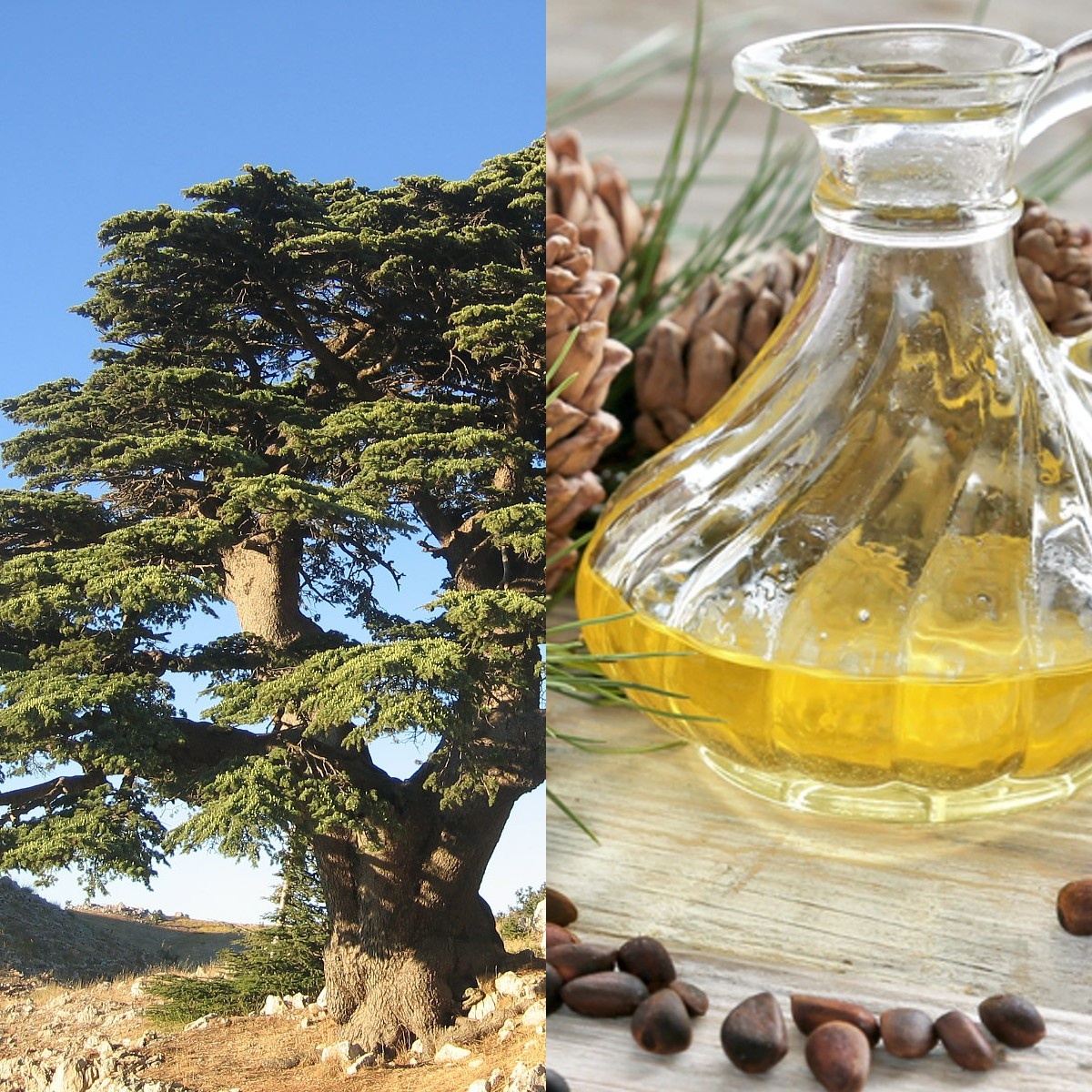 На первом изображении - Ливанский кедр, на втором - как выглядит кедровое масло. Чувствуете запах кедровых орешек с древесными нотками? Кедровое масло изготавливают из орехов.