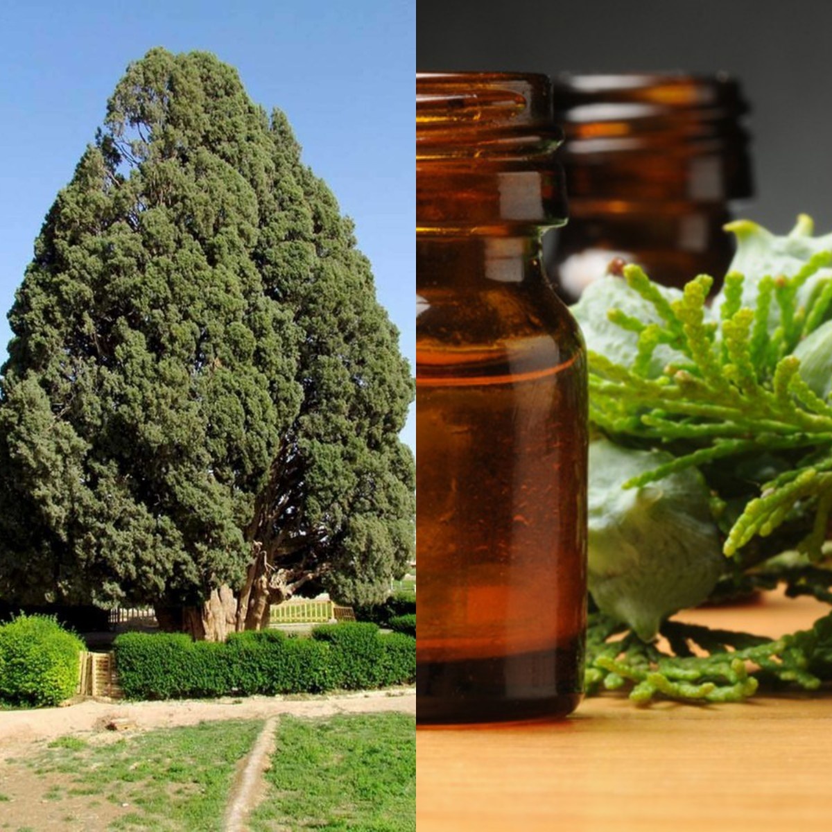 Слева изображено дерево Кипариса, а справа его масло и его орешки. Кипарисовое масло получают из молодых ветвей дерева. Пахнет оно Кипарисом, но если его сильно развести, от него будет исходить запах амбры или ладана.