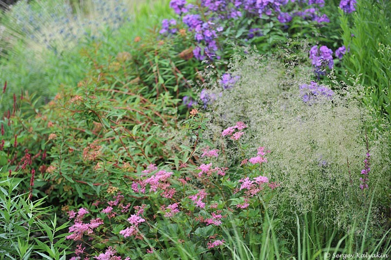 Карликовый лабазник гибридный Kahome в цветнике