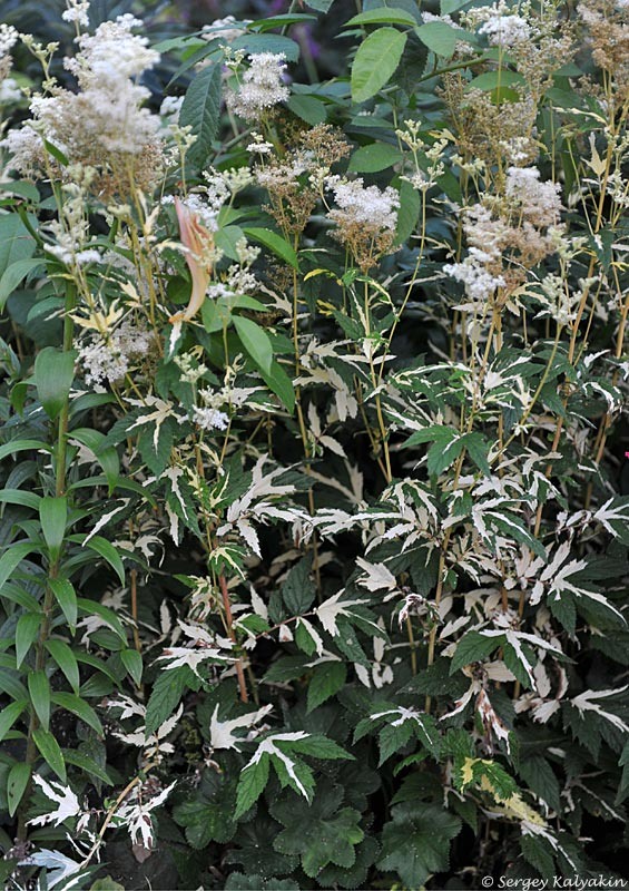 Лабазник вязолистный Variegata