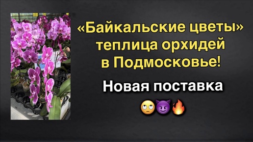 Теплица азиатских орхидей в Подмосковье!!!