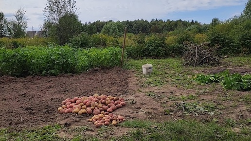 Не умею, но выращиваю экологично... Картофелем довольна