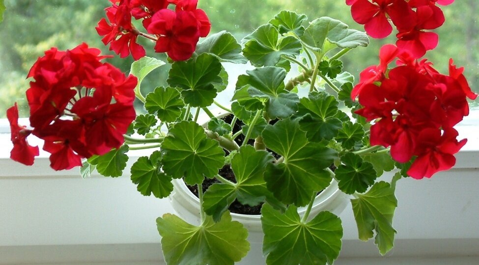 Возьмите этот популярный напиток из холодильника и полейте герань. Цветы быстро отблагодарят своим красивым цветением