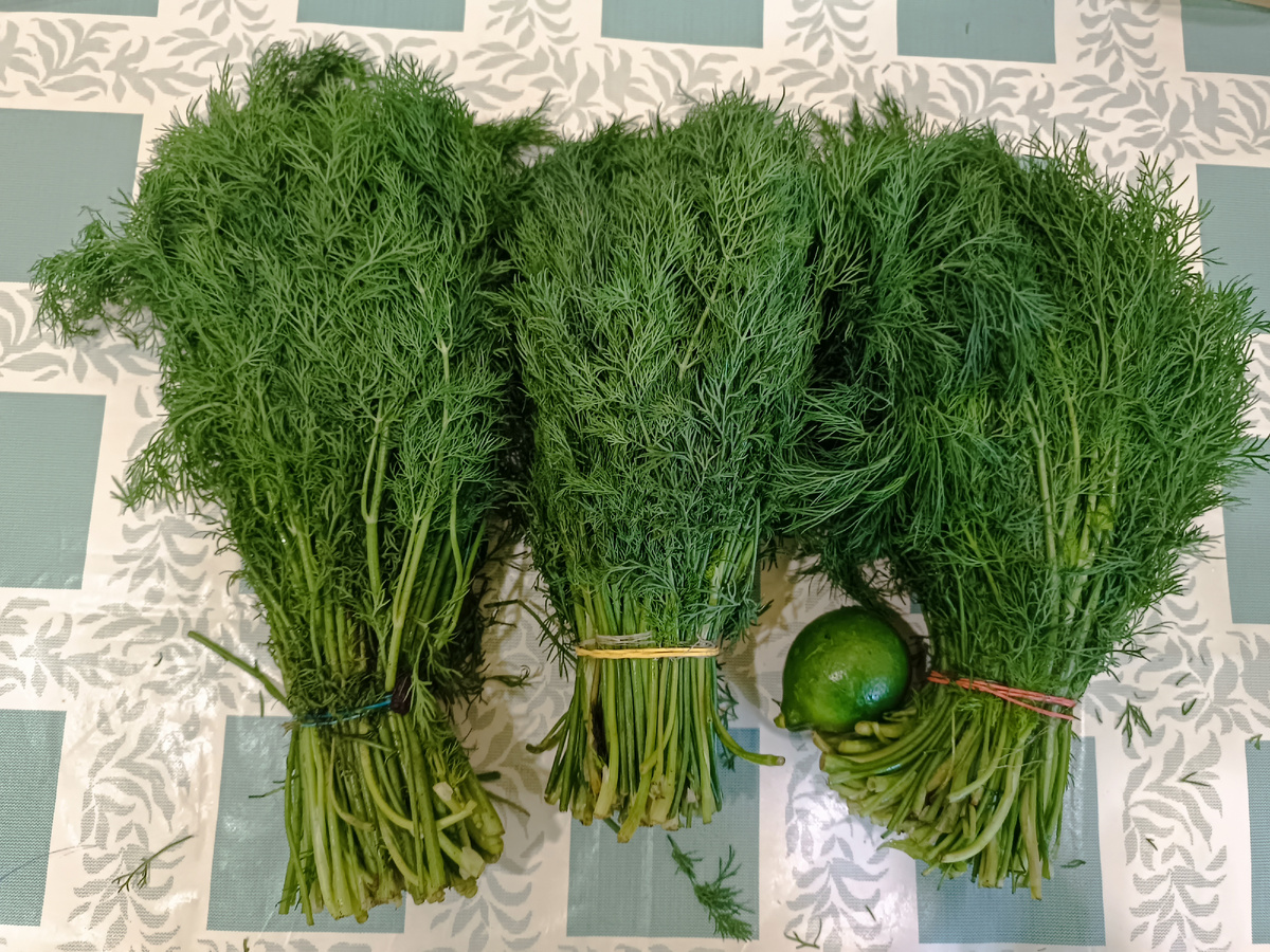 Фото автора. В одном большом пучке 5 маленьких