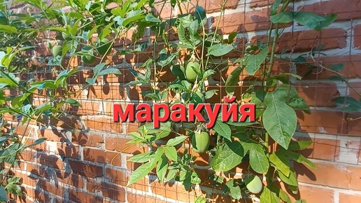 Маракуйя, экзотический фрукт в саду.