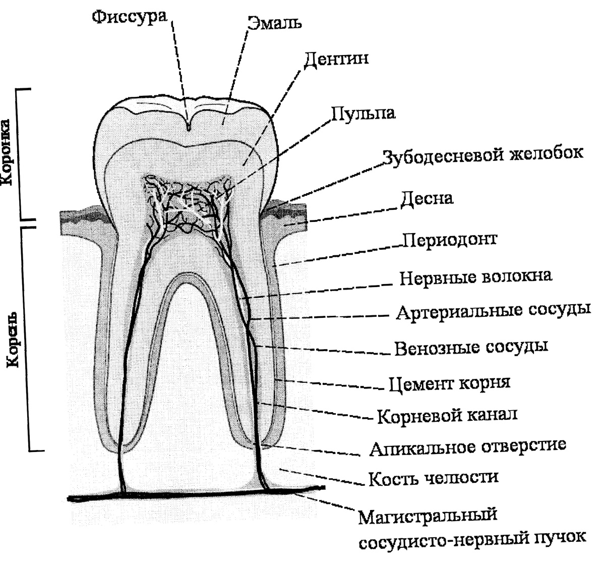 Строение зуба человека