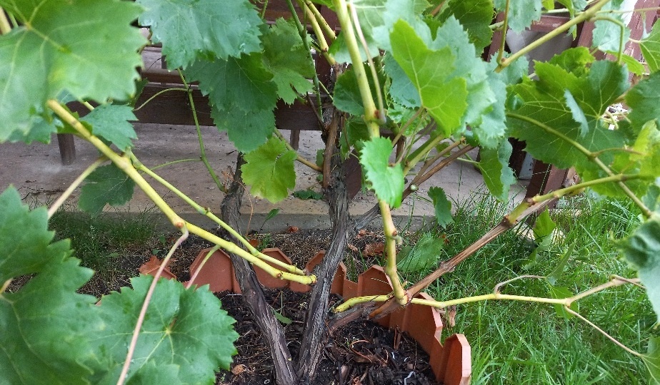 "Ничего не понимаю в винограде и терминах. Что мне нужно удалить, обрезать?"