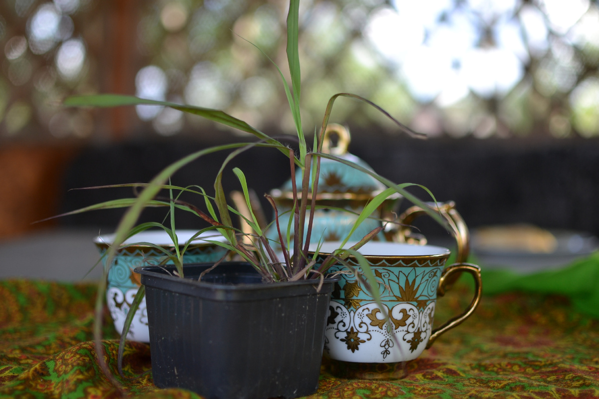 Чаепитие с лемонграссом. Фото в статье или