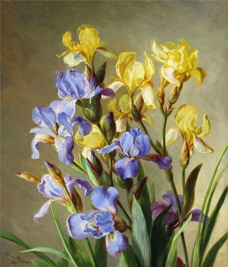 Emma Mulvad. Ирисы. 1901г.