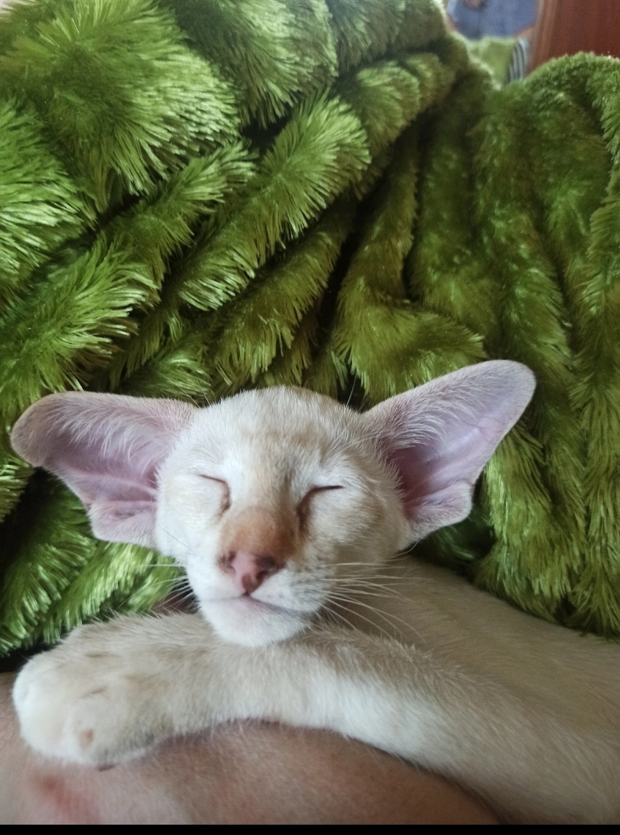 На фото кошечка из моего питомника Siama Cherry dance. Интересного окраса торти-табби-шоколад поинт. Или простым языком сиамская шоколадная пятнистая черепашка. Да-да именно это сиамская кошка, а не те, тайские, которых кличут сиамскими, в простанародье. 