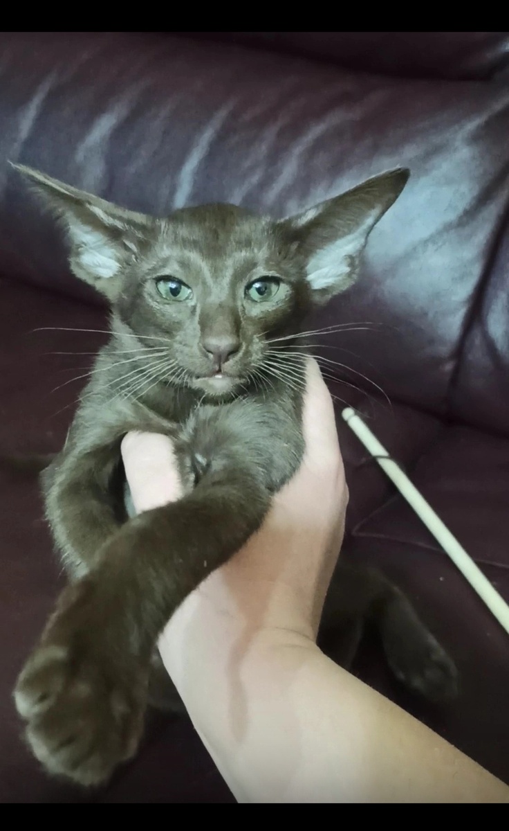 Выпускница нашего питомника. 