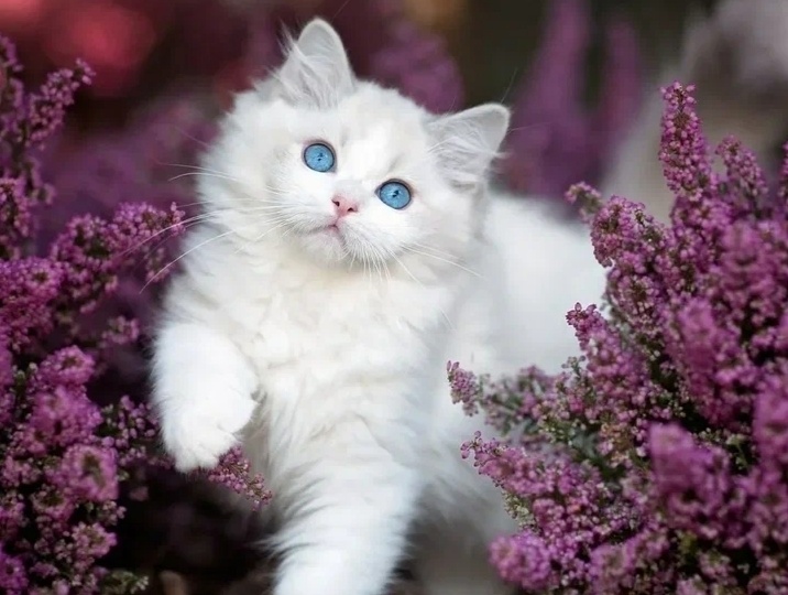 Так можно или нельзя фотографировать кошку и удалять неудачные снимки с ней