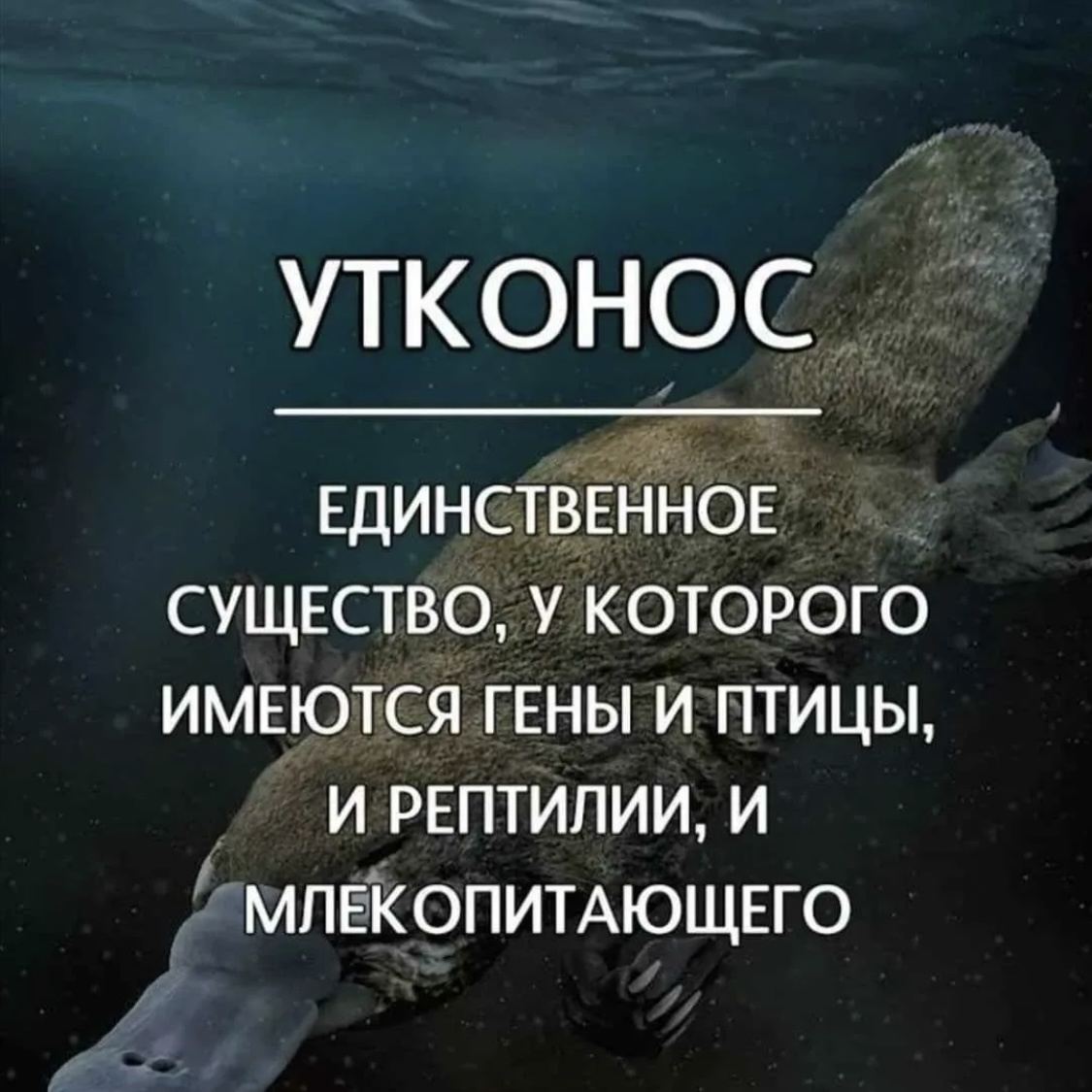 Факт про утконосов.