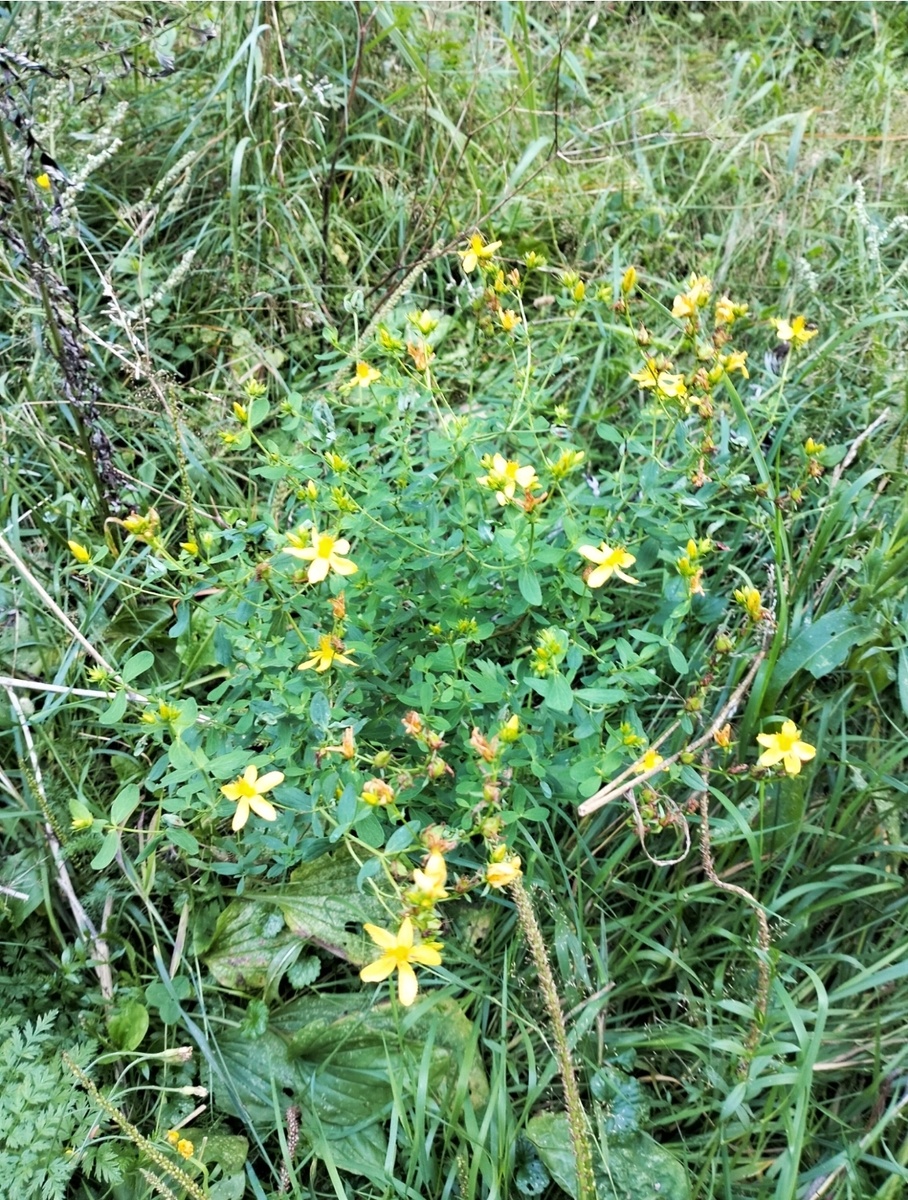 Фото с Зверобоем, Московская область 