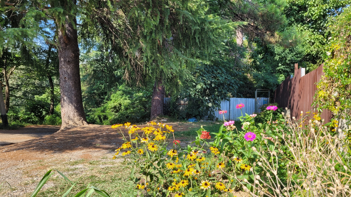 Справа на заборе маракуйя