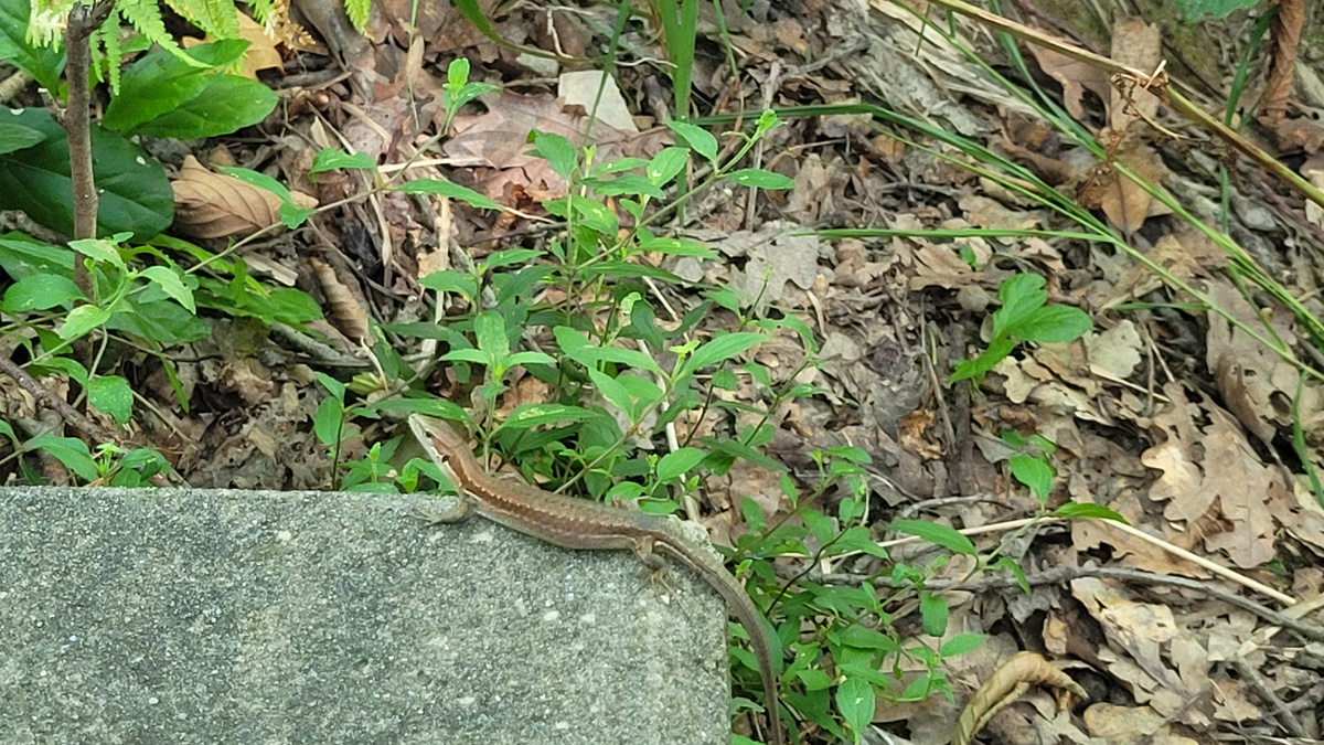 Ящерица на ступенях