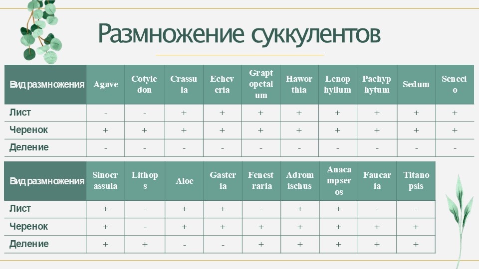 Фото 2 - Виды размножения суккулентов по родам.