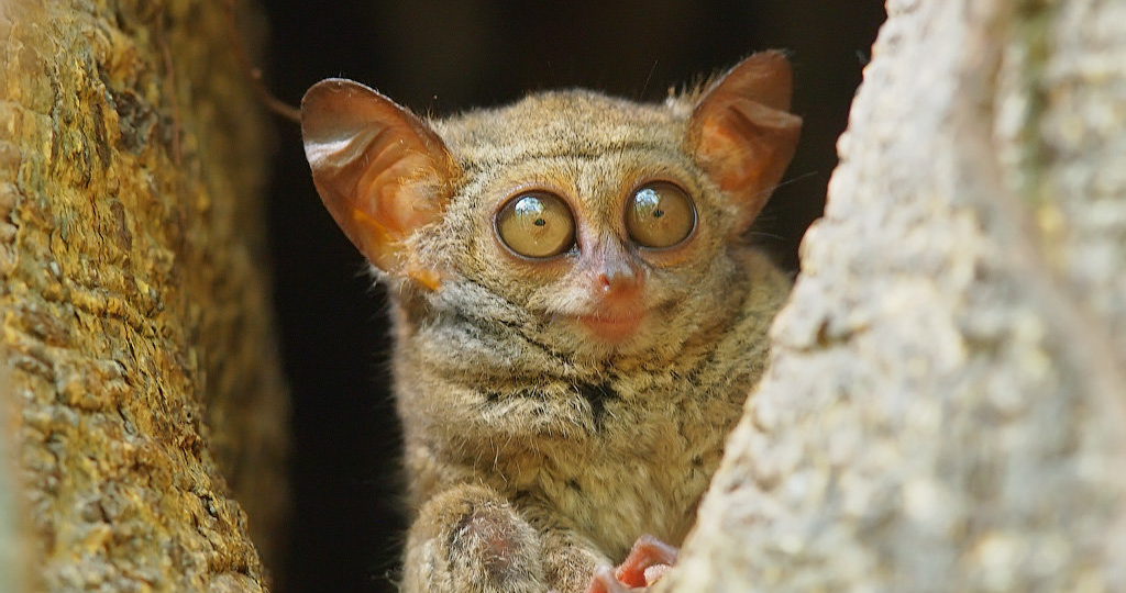 ТОП 5 Животных, Которые Считались Вымершими